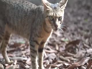 [养眼系列]矜持又没节操的猫